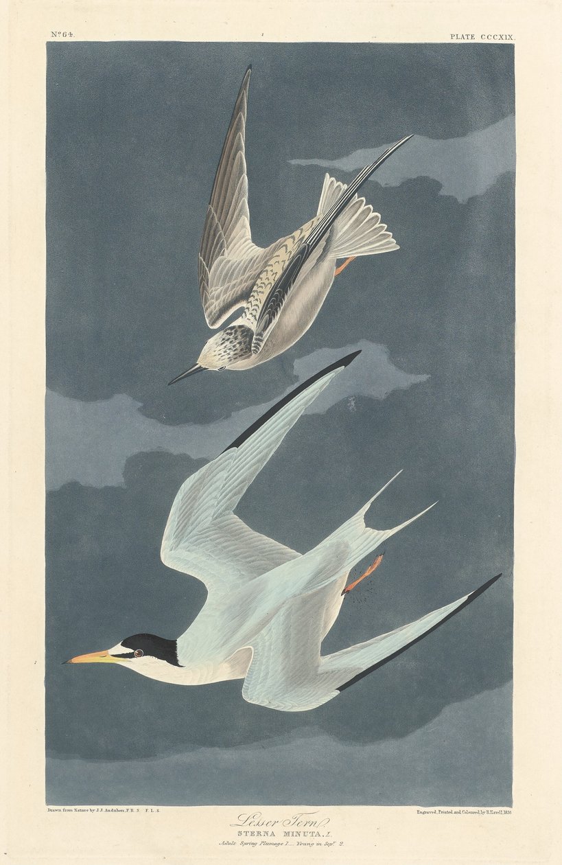 Rybitwa mała, 1836 r. autorstwa Robert Havell