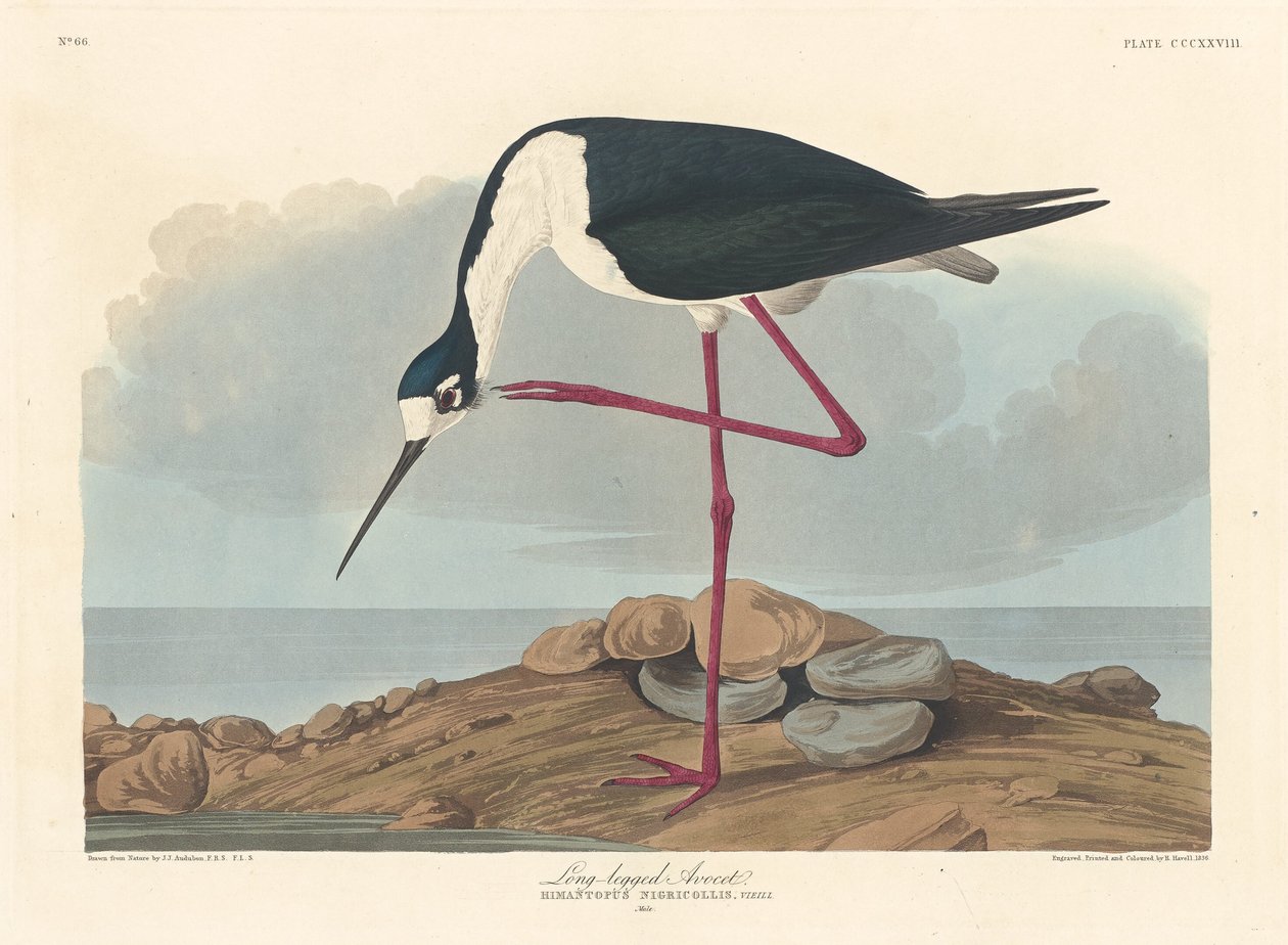 Szabla długonoga, 1836. autorstwa Robert Havell