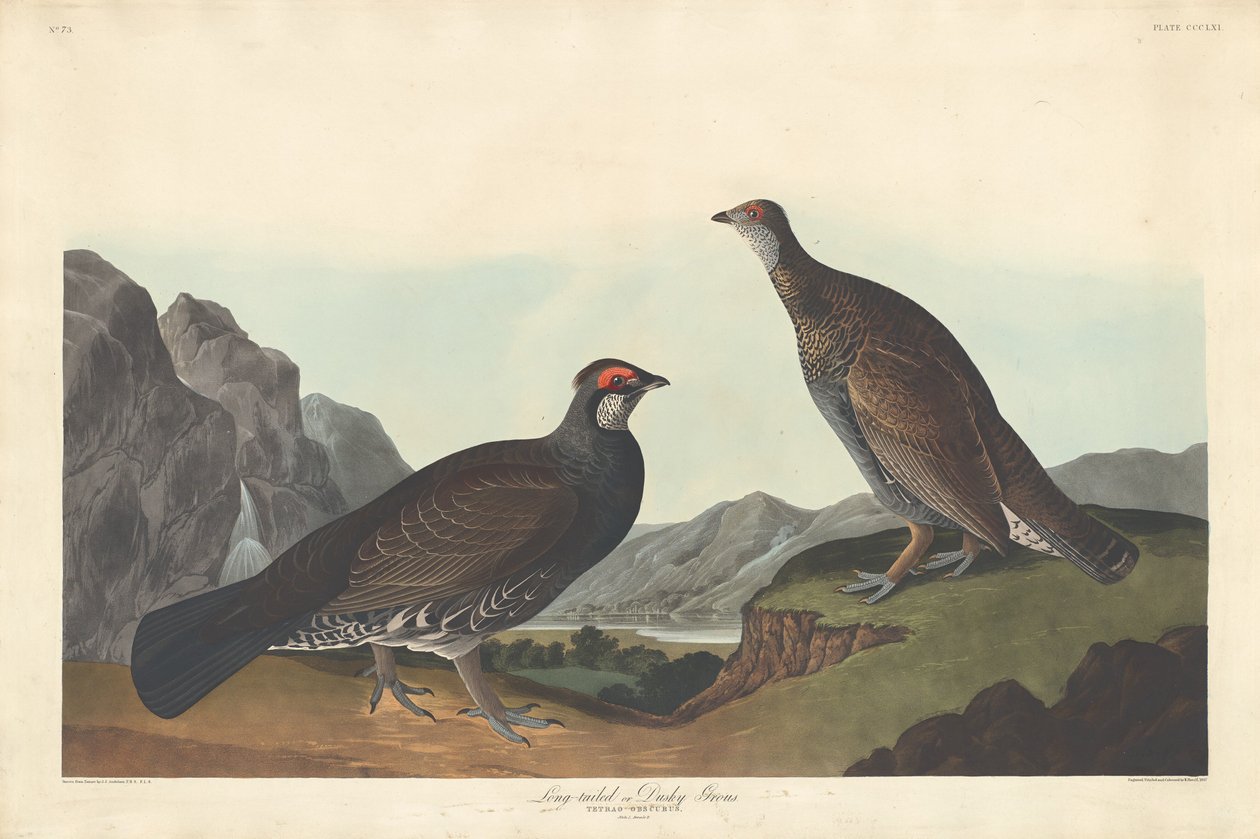 Długoogoniasty lub Dusky Grous, 1837. autorstwa Robert Havell
