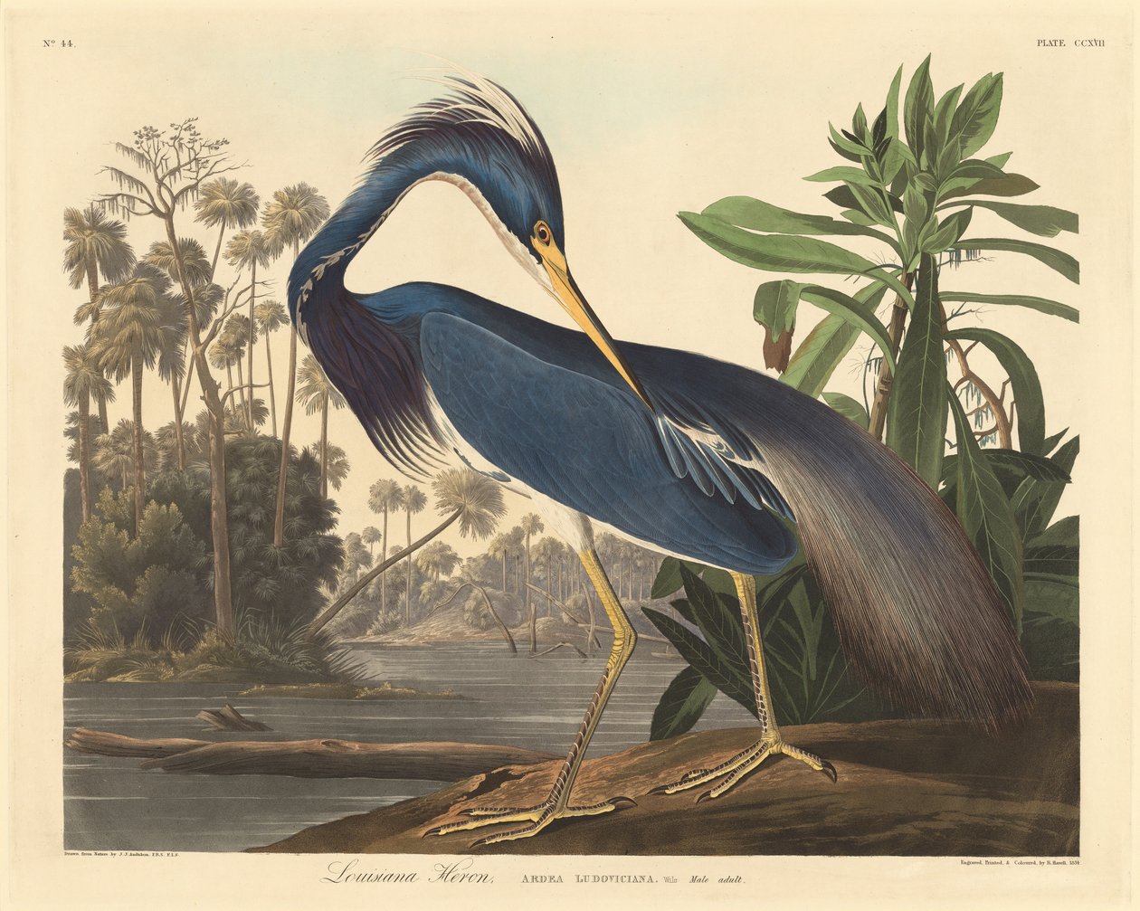 Czapla z Luizjany, 1834. autorstwa Robert Havell