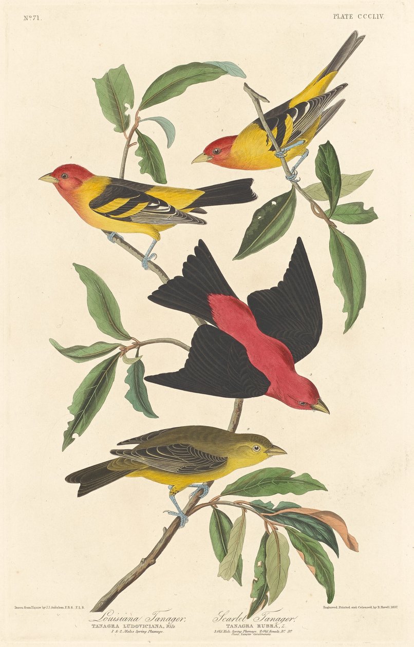 Luizjana Tanager i Scarlet Tanager, 1837. autorstwa Robert Havell