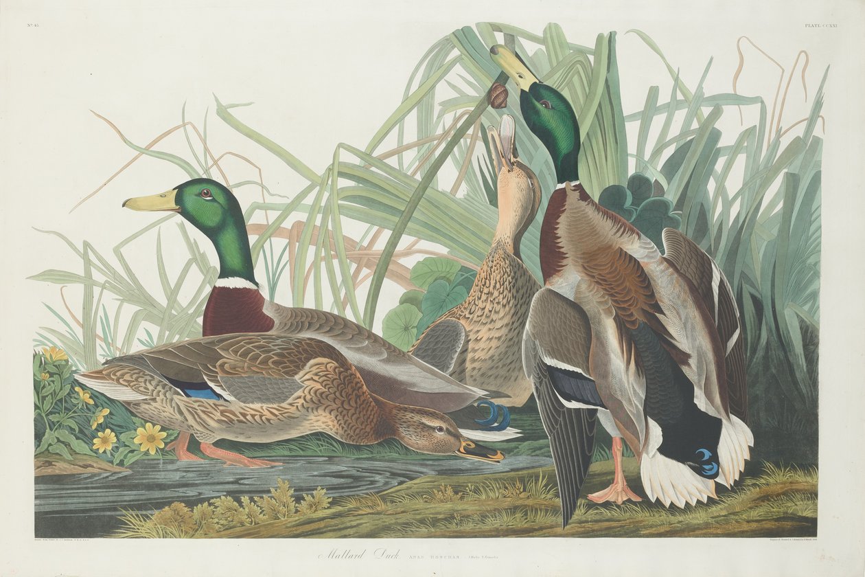 Kaczka krzyżówka, 1834. autorstwa Robert Havell
