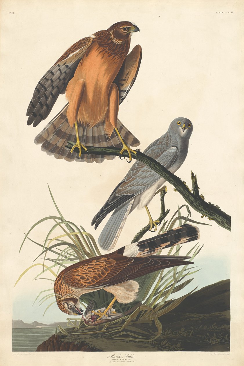 Marsh Hawk, 1837. autorstwa Robert Havell