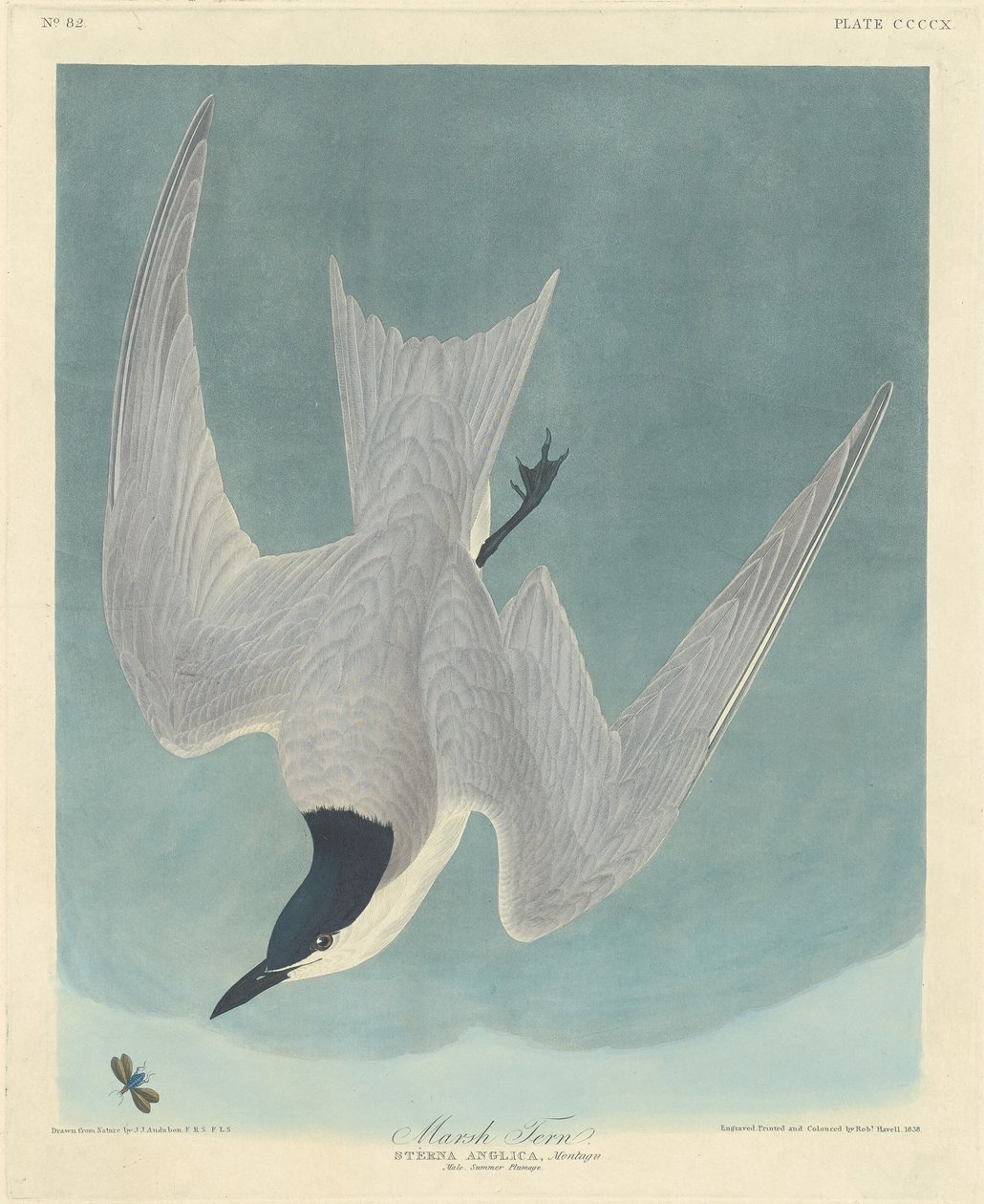 Rybitwa bagienna, 1838. autorstwa Robert Havell