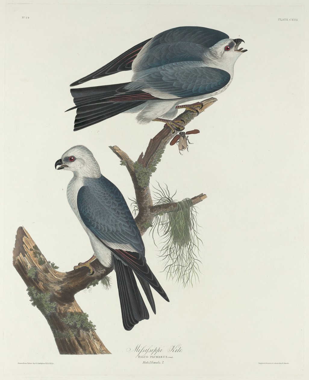 Latawiec Missisipi, 1831. autorstwa Robert Havell