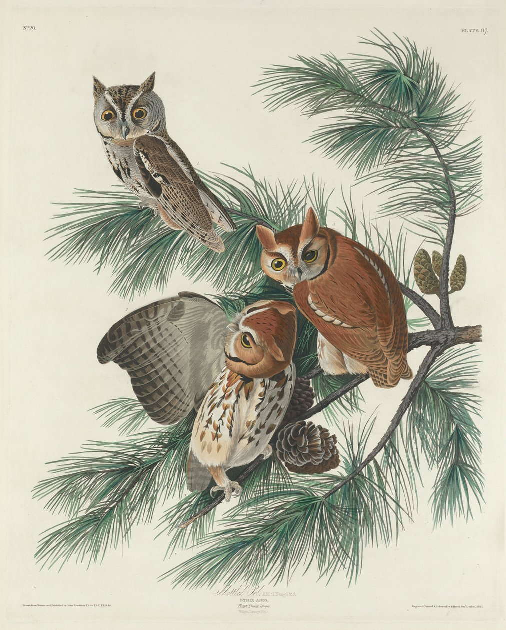 Sowa cętkowana, 1830. autorstwa Robert Havell