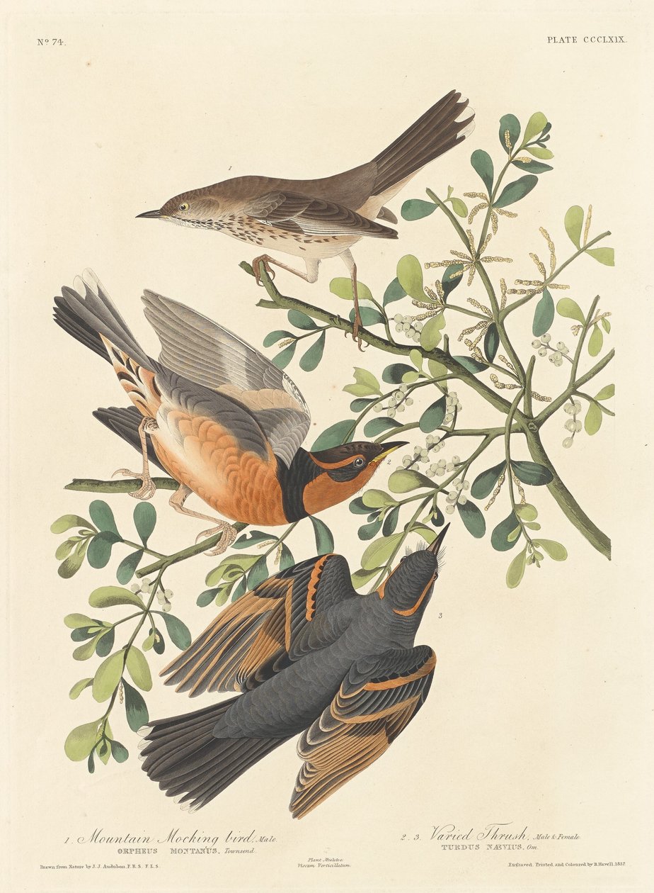 Przedrzeźniacz górski i różnorodny drozd, 1837. autorstwa Robert Havell