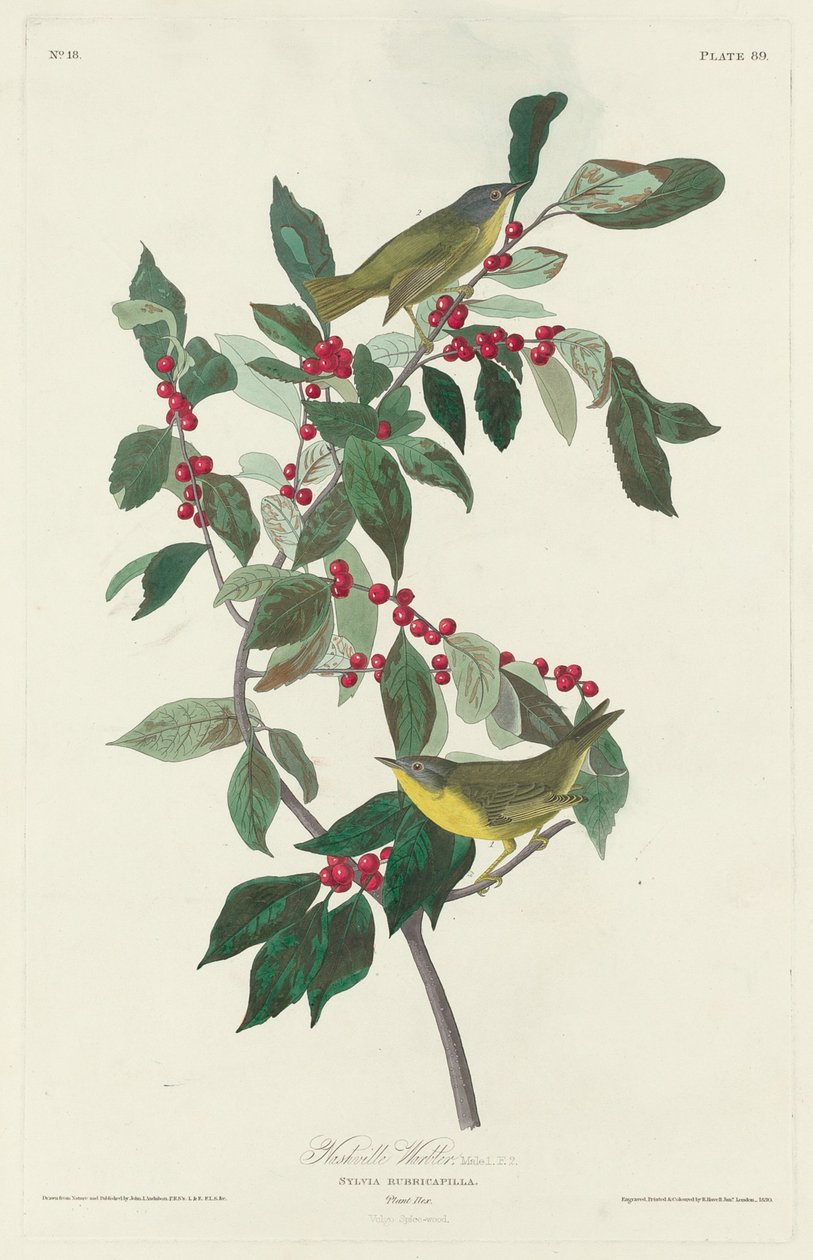 Warbler Nashville, 1830. autorstwa Robert Havell