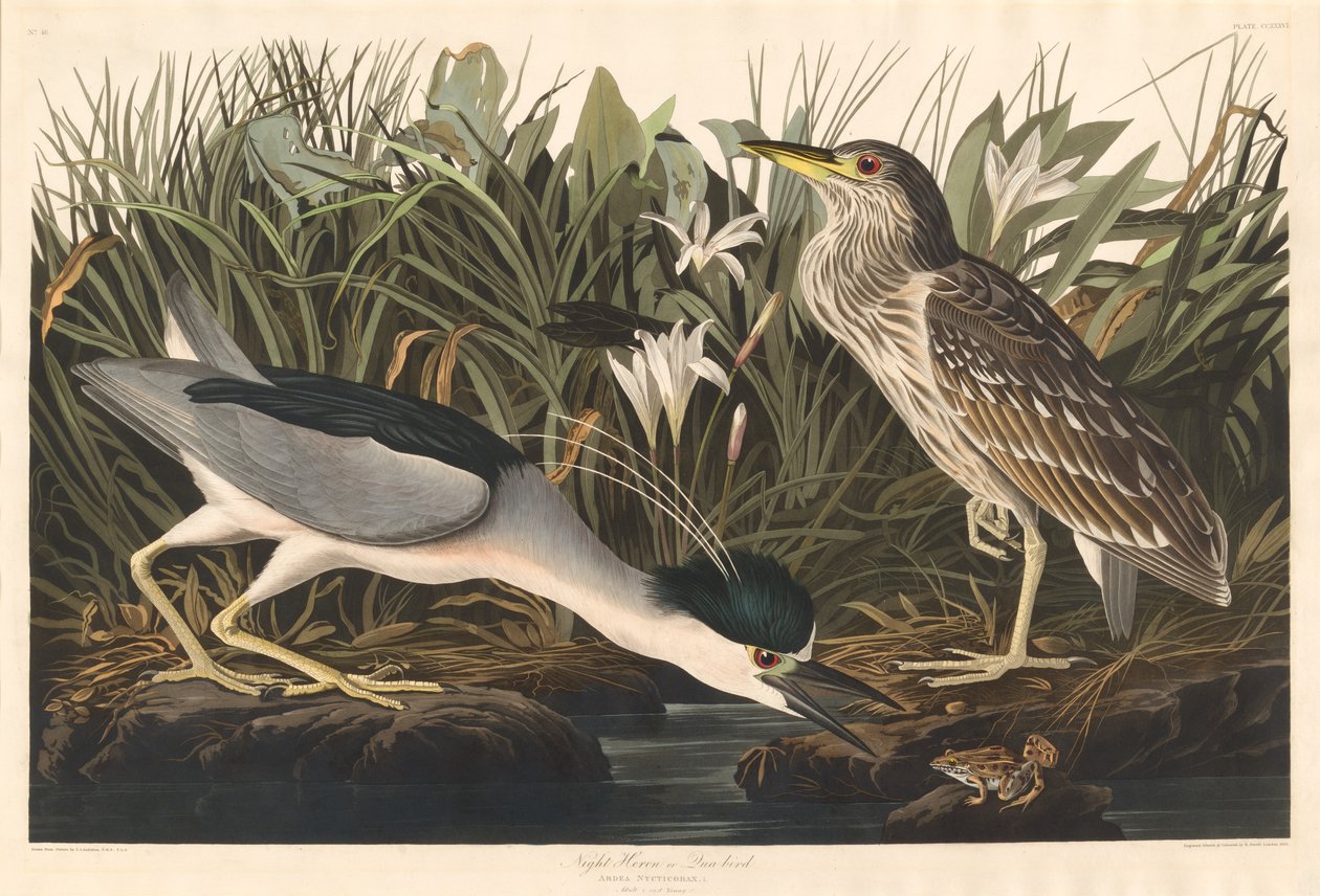Ślepowron lub Qua ptak, 1835. autorstwa Robert Havell