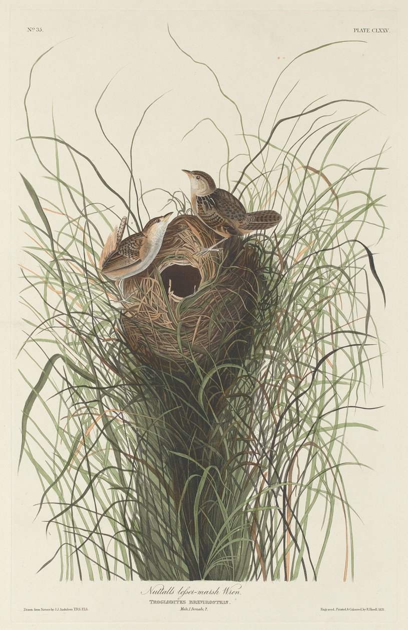 Strzyżyk bagienny Nuttalla, 1833. autorstwa Robert Havell