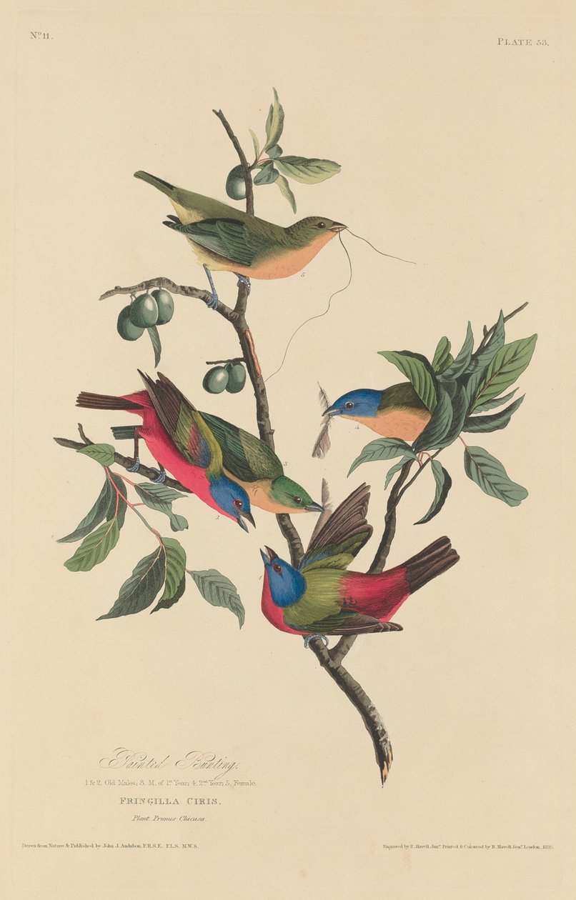 Trznadel malowany, 1829. autorstwa Robert Havell