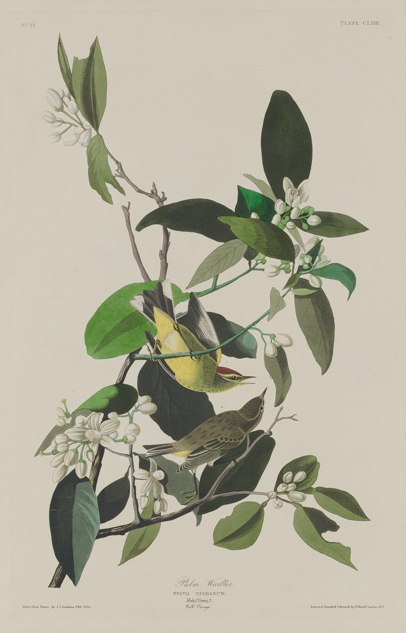 Pokrzewka palmowa, 1833 r. autorstwa Robert Havell