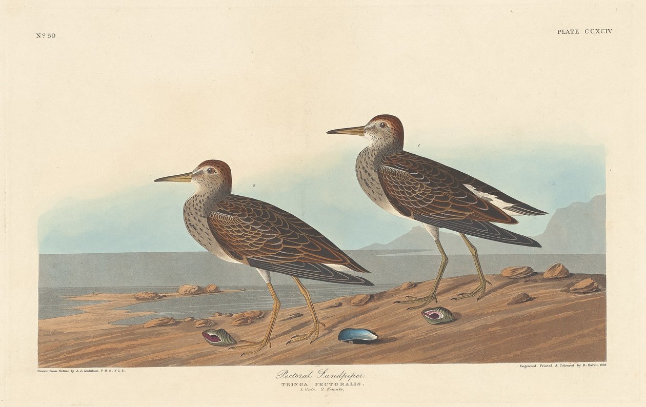 Sandpiper pektorał, 1836. autorstwa Robert Havell