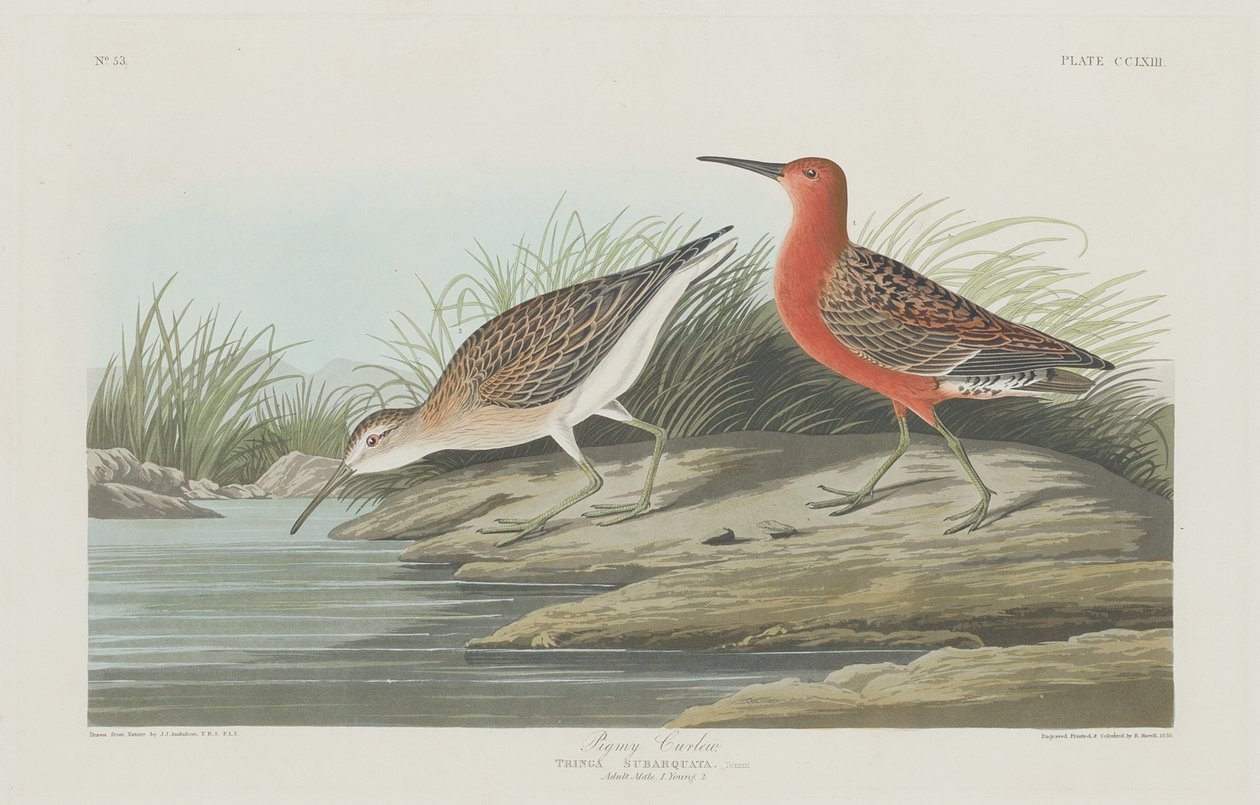 Pigmy Curlew, 1835. autorstwa Robert Havell