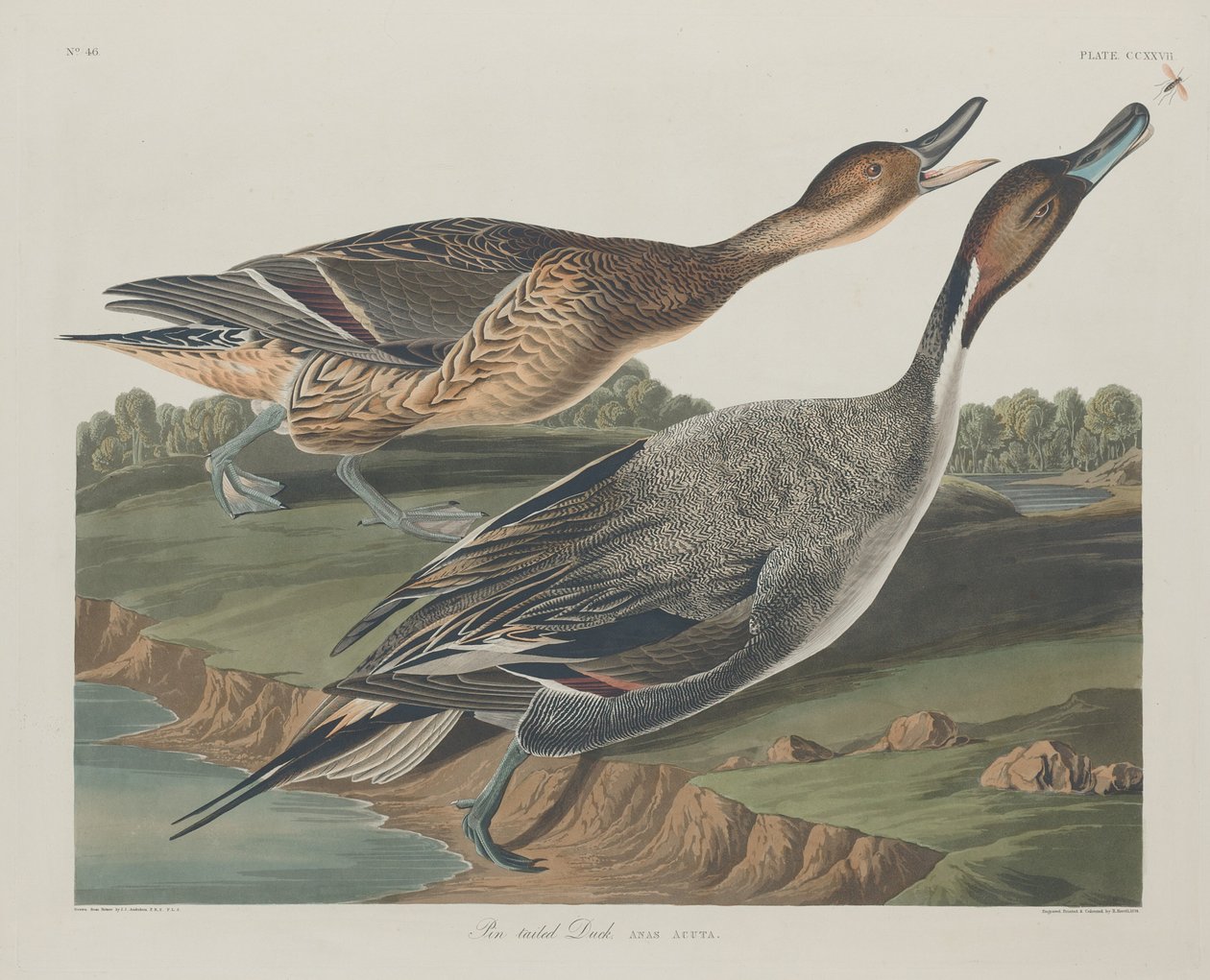Kaczka Pin-tailed, 1834. autorstwa Robert Havell