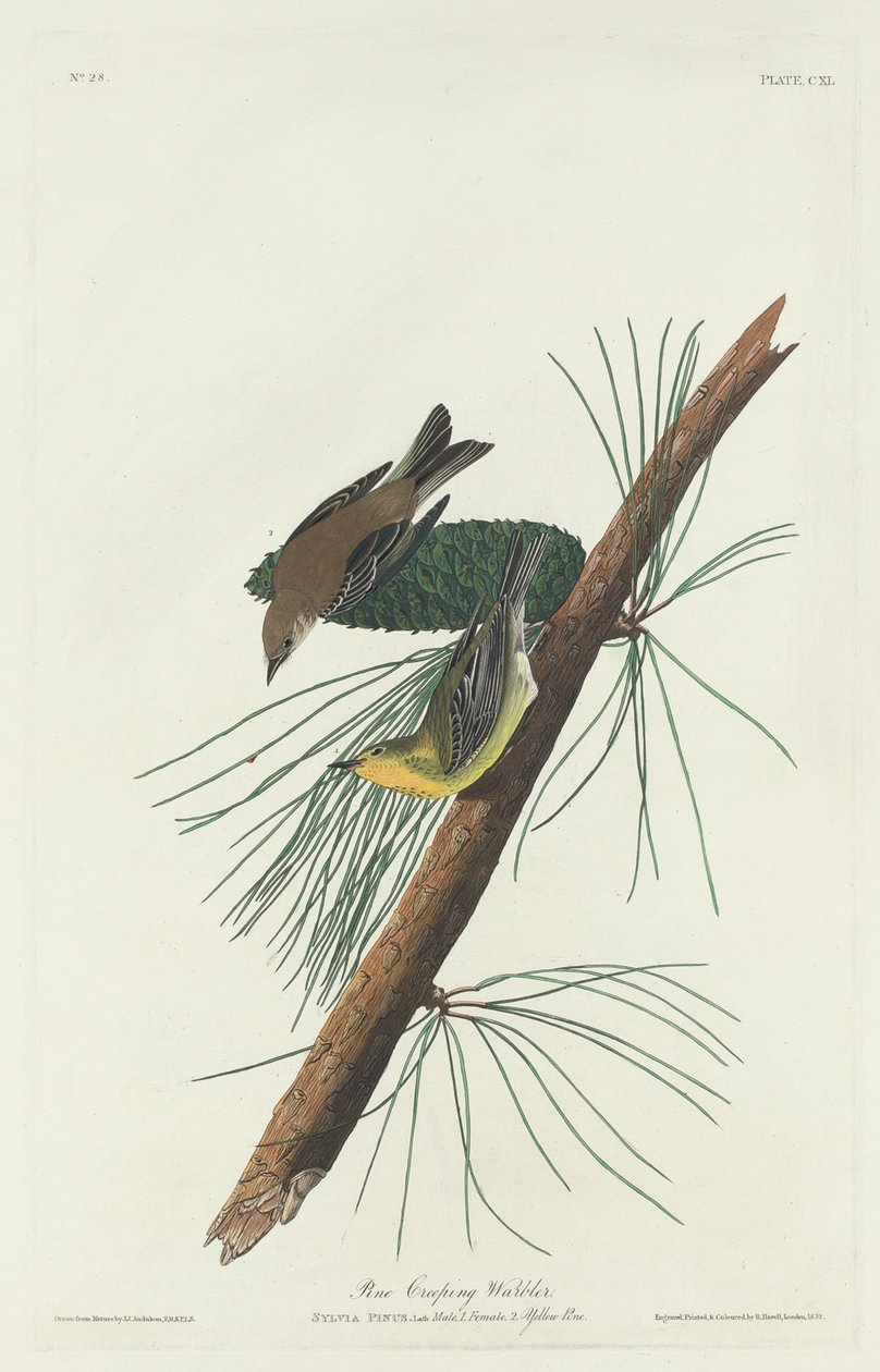 Pokrzewka pełzająca, 1832. autorstwa Robert Havell