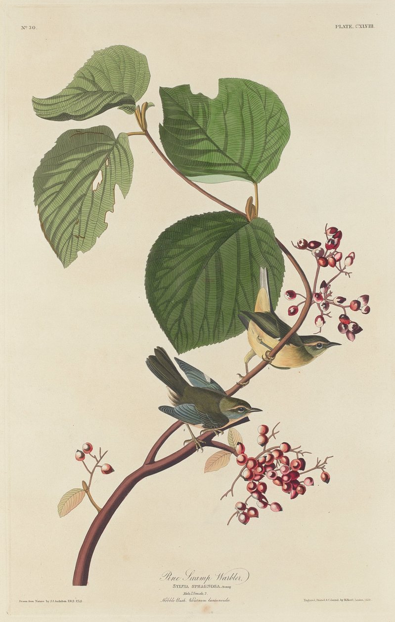 Pokrzewka sosnowa, 1832. autorstwa Robert Havell
