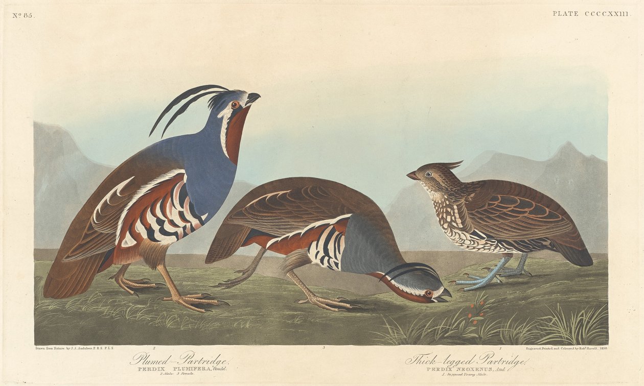 Kuropatwa pióropuszkowa i kuropatwa grubonoga, 1838. autorstwa Robert Havell