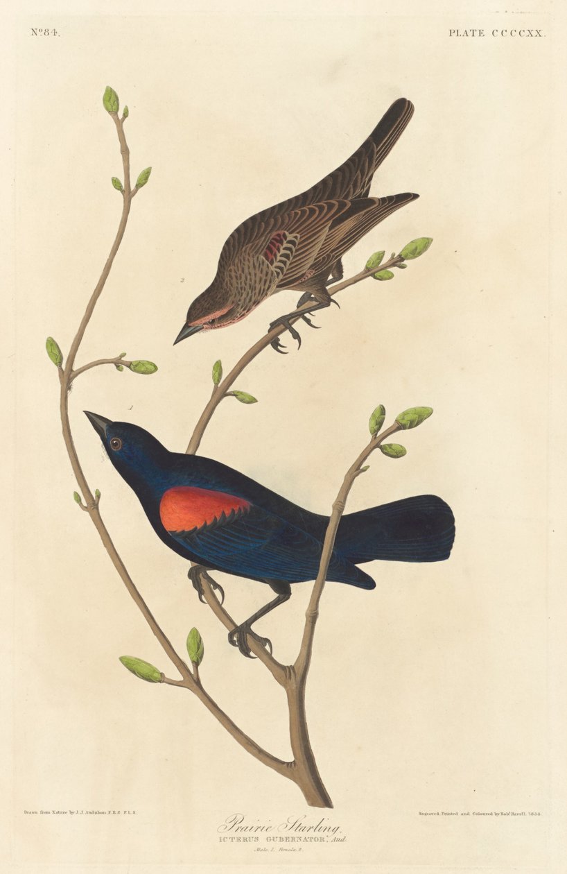 Szpak preriowy, 1838. autorstwa Robert Havell