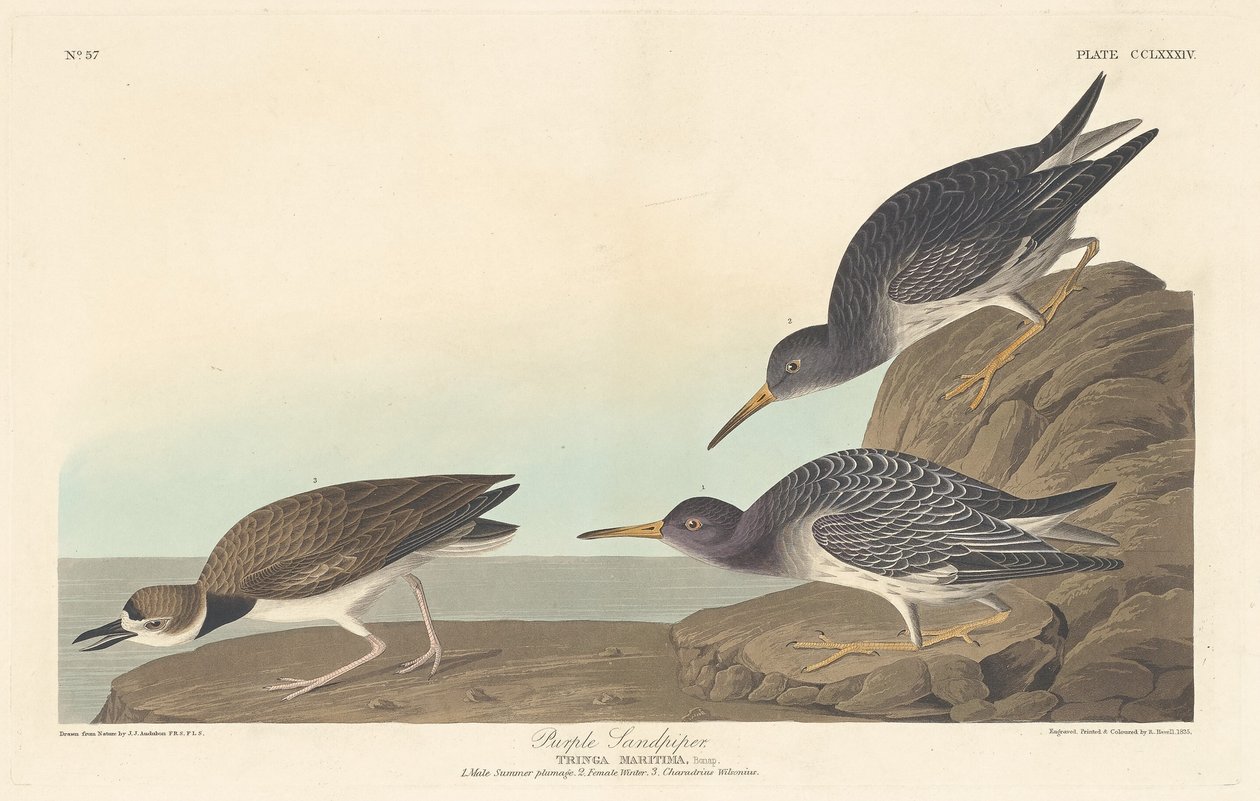 Brodzik purpurowy, 1835. autorstwa Robert Havell