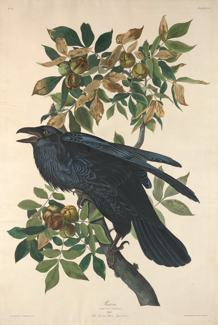 Kruk, 1831. autorstwa Robert Havell