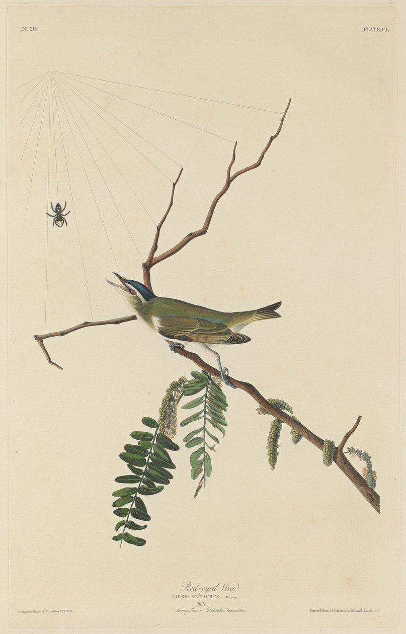 Czerwonooki Vireo, 1832. autorstwa Robert Havell