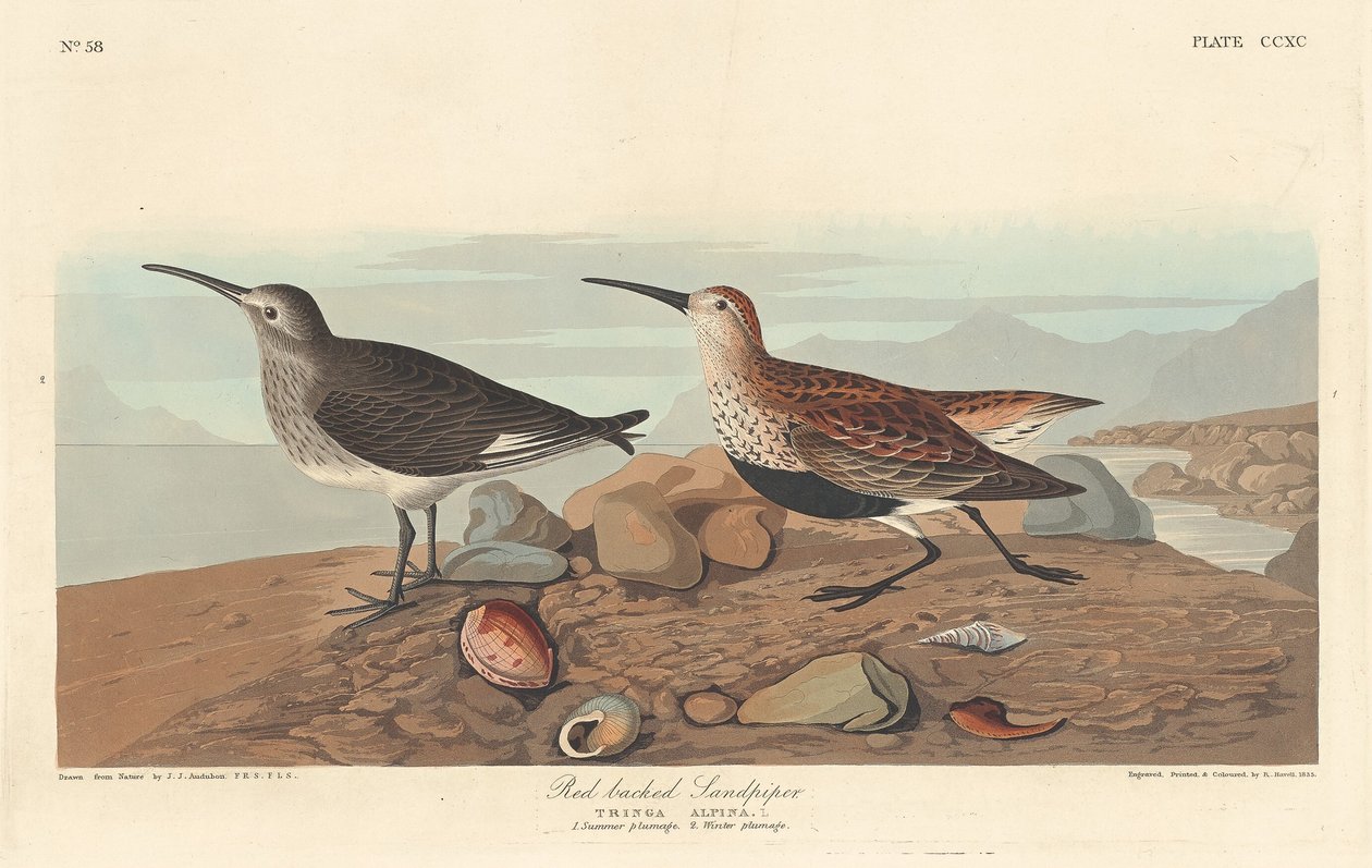 Sandpiper czerwonogrzbiety, 1836. autorstwa Robert Havell