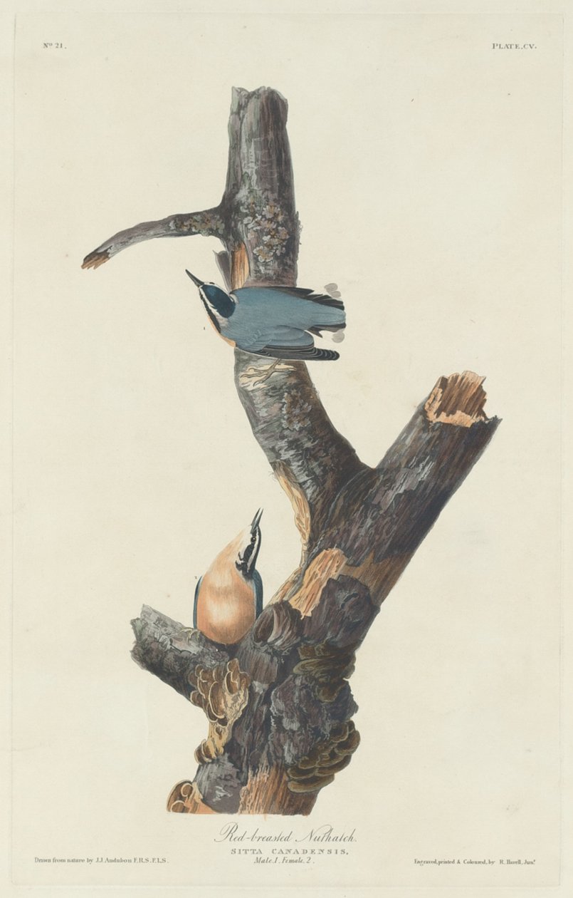 Kowalik czerwonopierśny, 1831. autorstwa Robert Havell