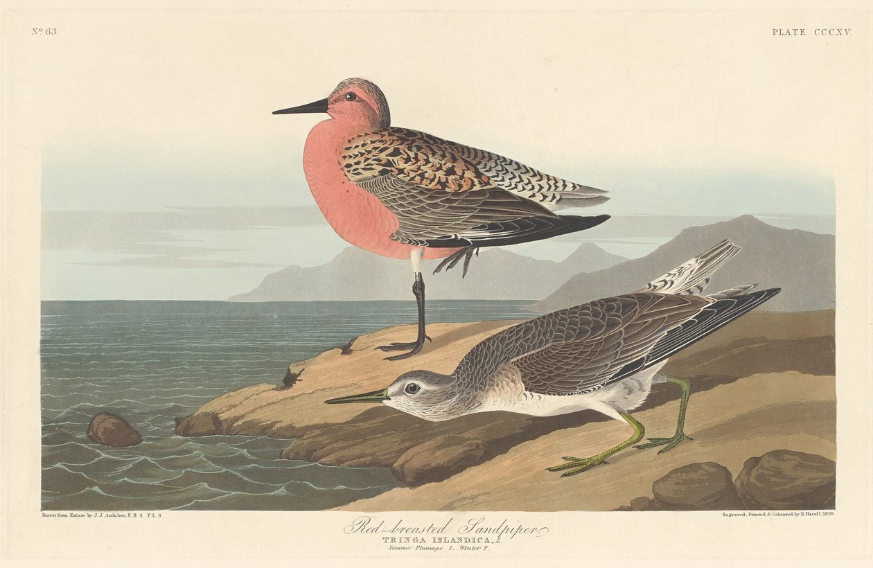 Brodzik czerwonobrzuchy, 1836. autorstwa Robert Havell