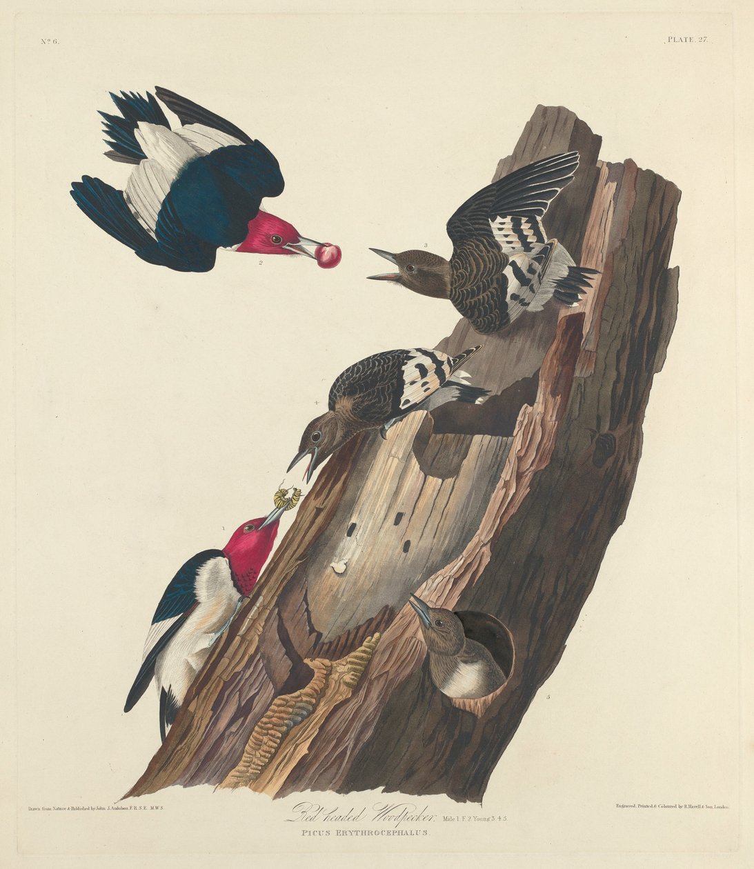 Dzięcioł rudy, 1828. autorstwa Robert Havell