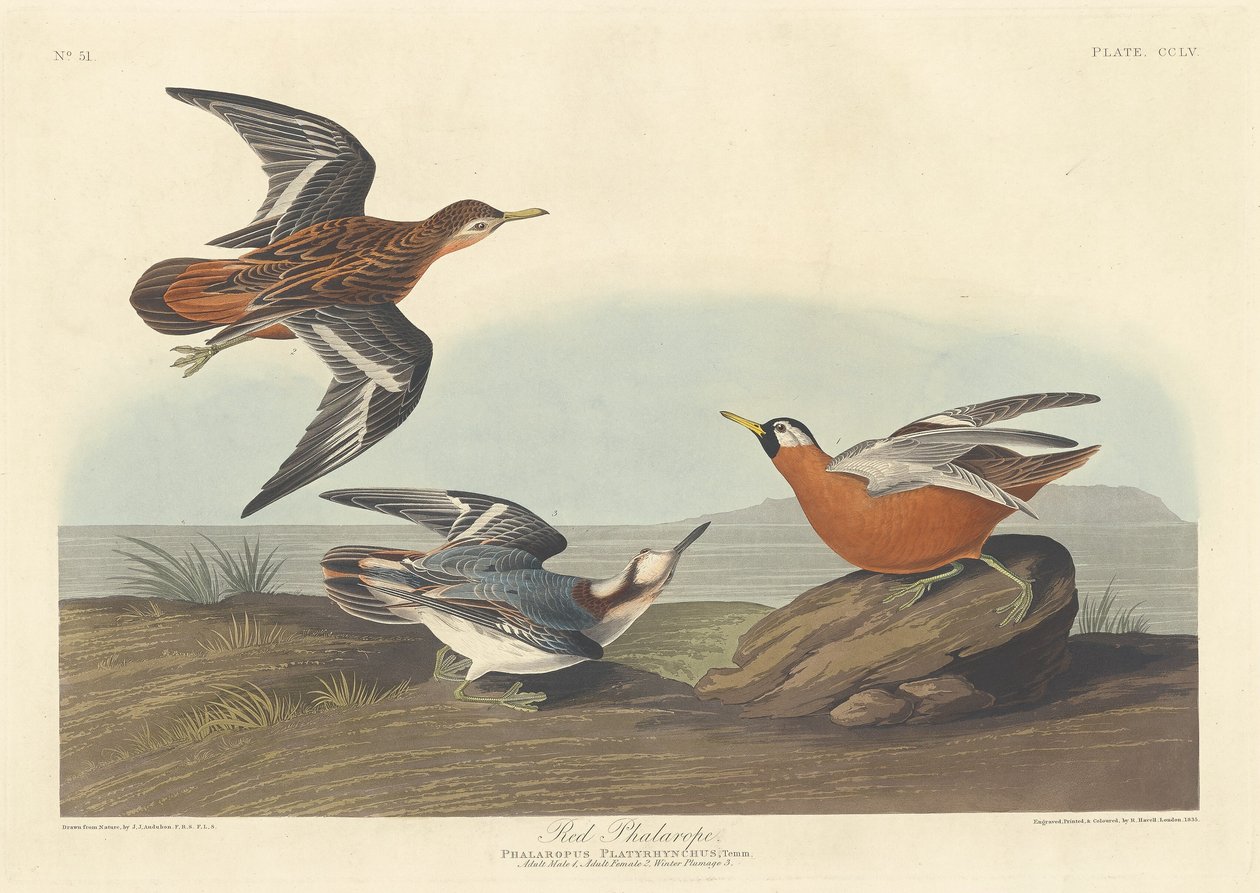 Czerwona Falarope, 1835. autorstwa Robert Havell