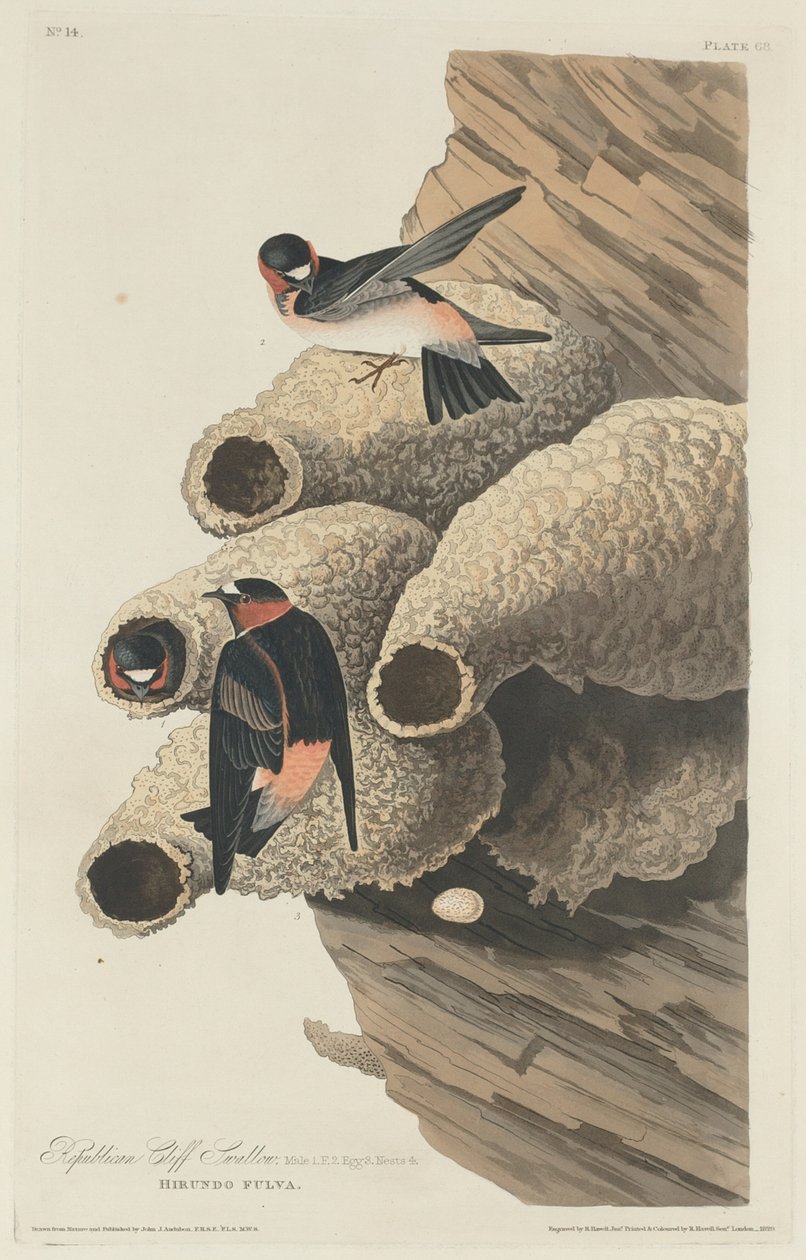 Republikańska Jaskółka Klifu, 1829. autorstwa Robert Havell