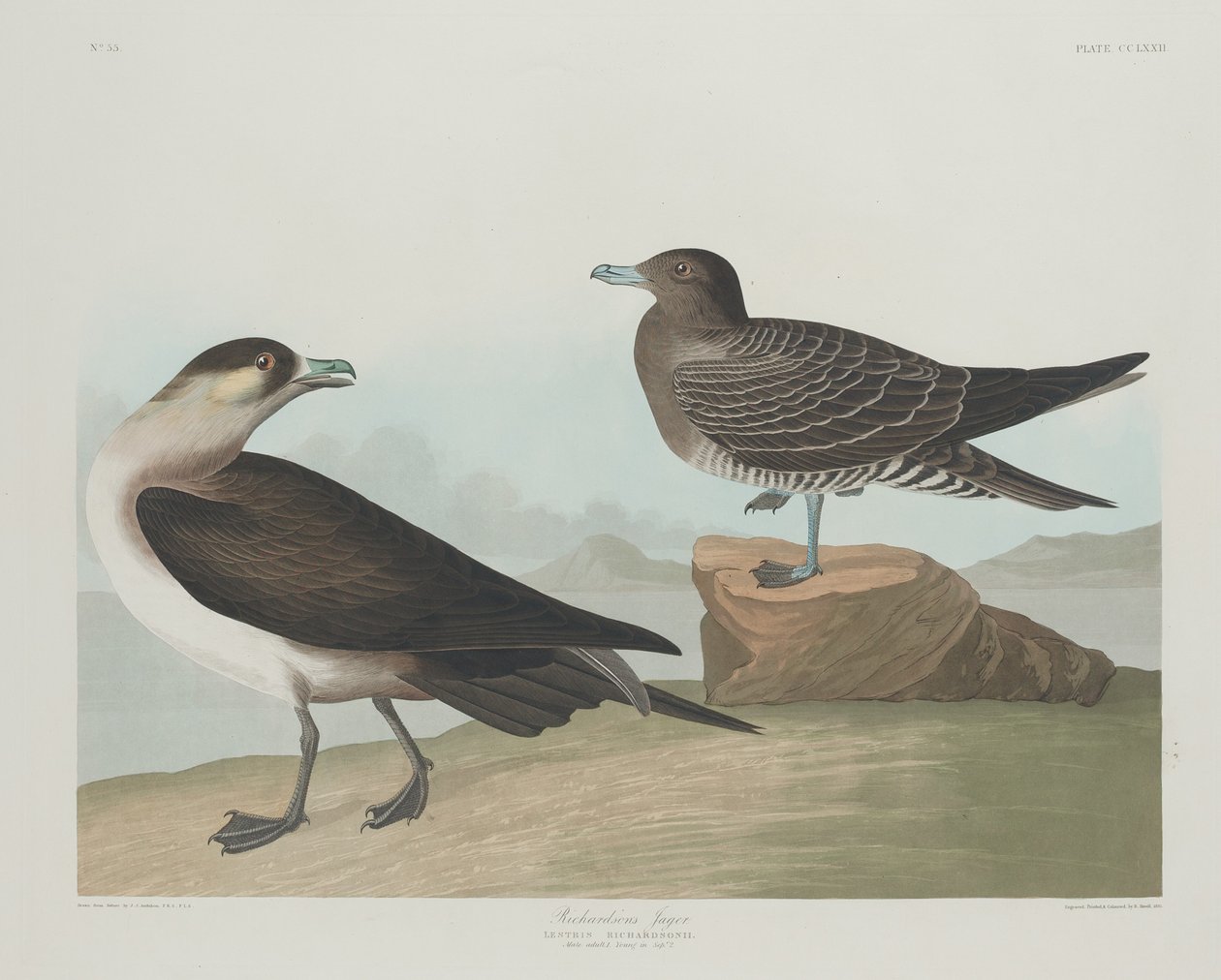 Jager Richardsona, 1835. autorstwa Robert Havell