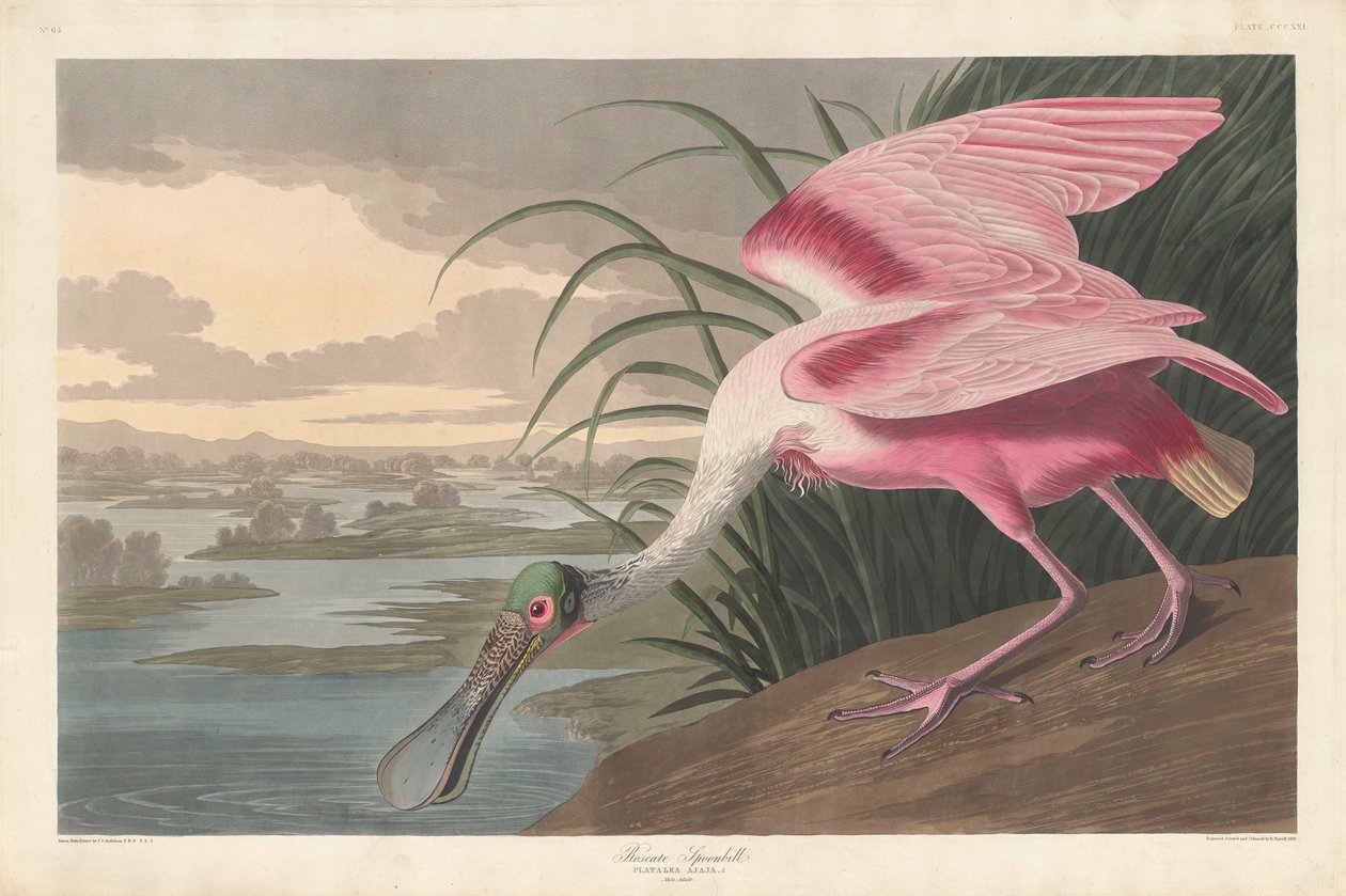 Warzęcha różowa, 1836. autorstwa Robert Havell