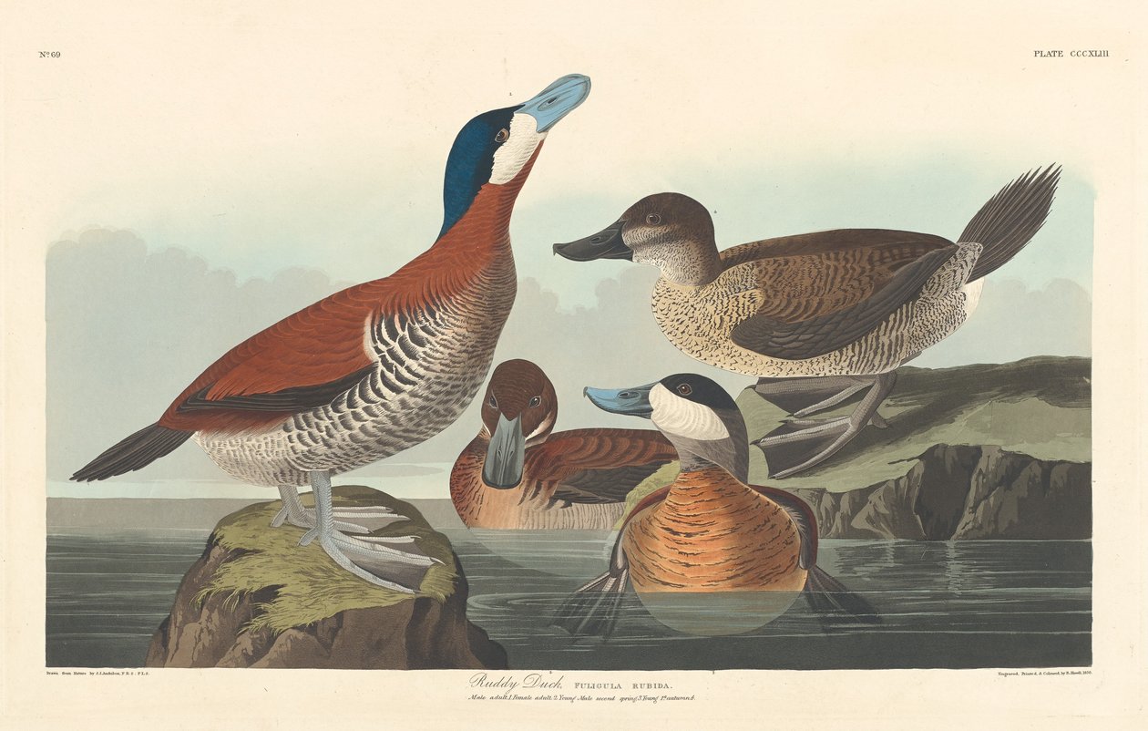 Rumiana Kaczka, 1836. autorstwa Robert Havell