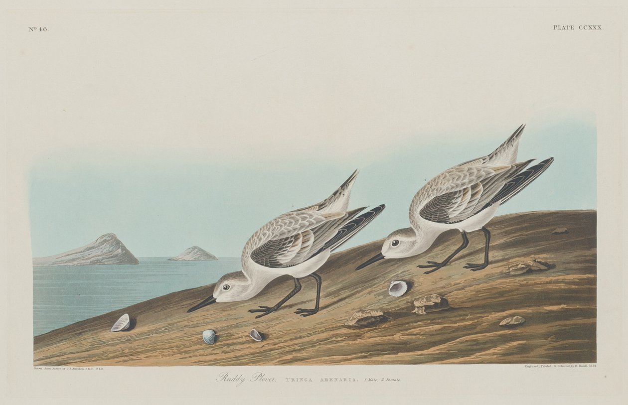 Sieweczka Rumiana, 1834. autorstwa Robert Havell