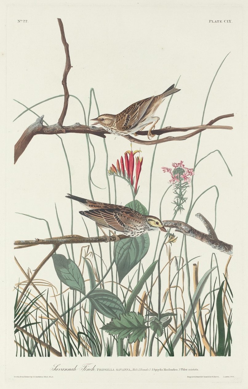 Savannah Finch, 1831. autorstwa Robert Havell