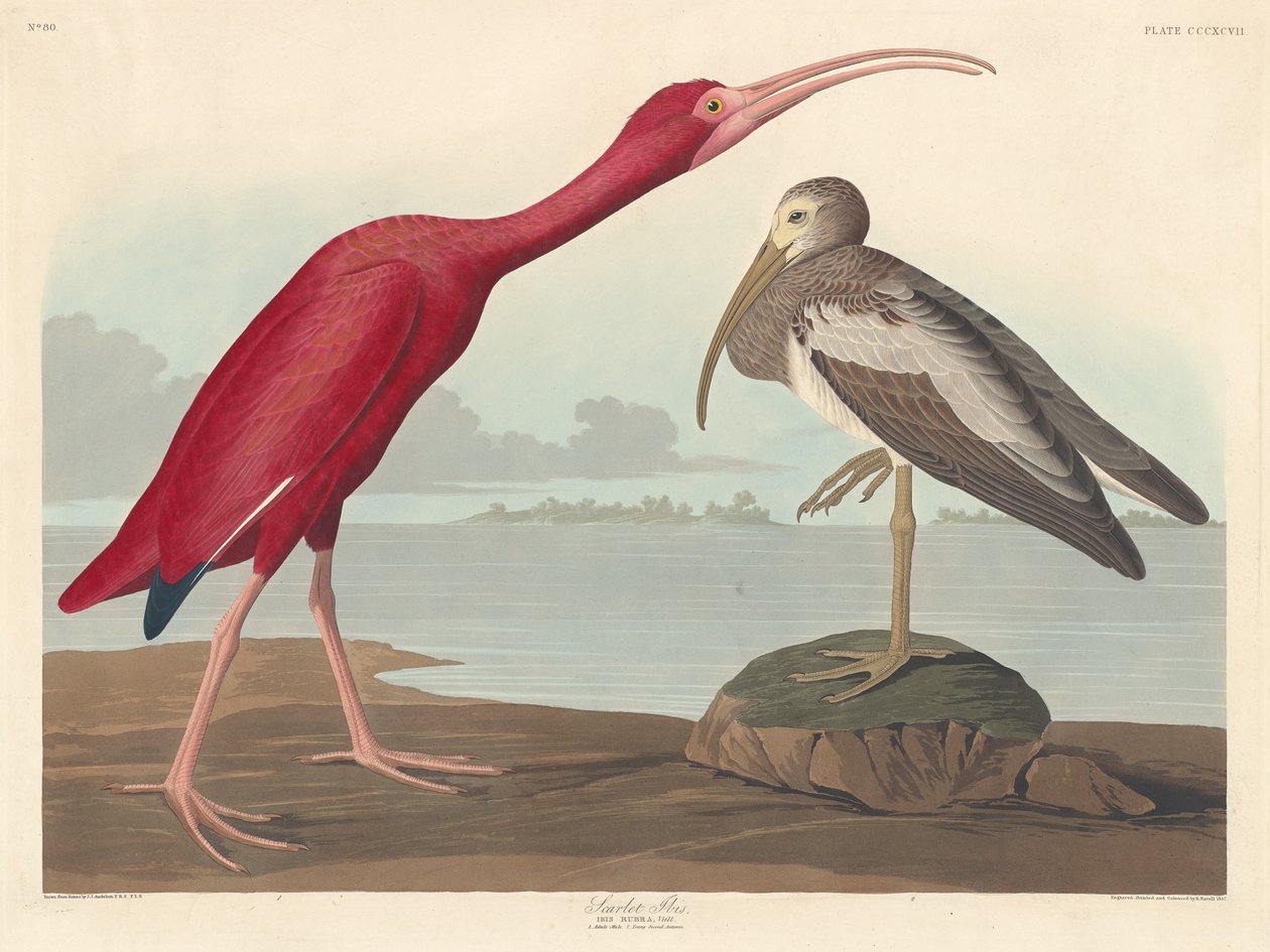Szkarłatny Ibis, 1837. autorstwa Robert Havell
