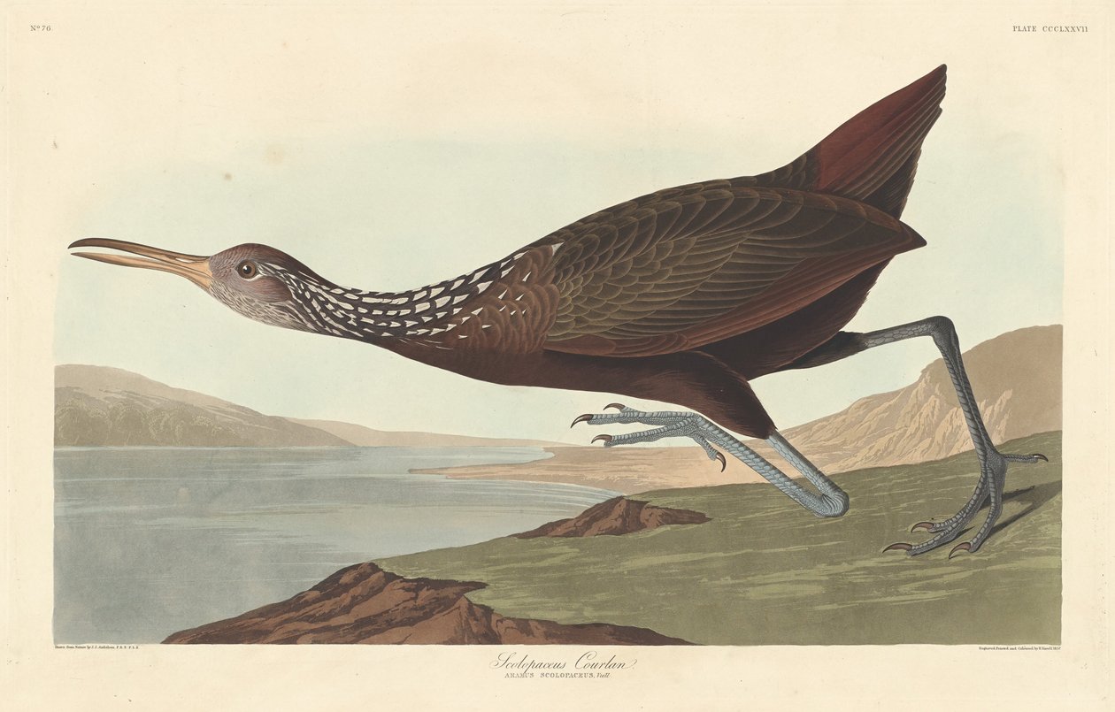 Scolopaceus Courlan, 1837. autorstwa Robert Havell