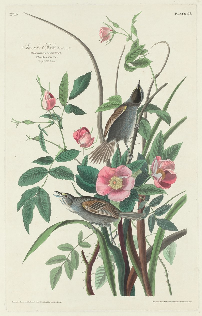 Dziwonia nadmorska, 1830. autorstwa Robert Havell