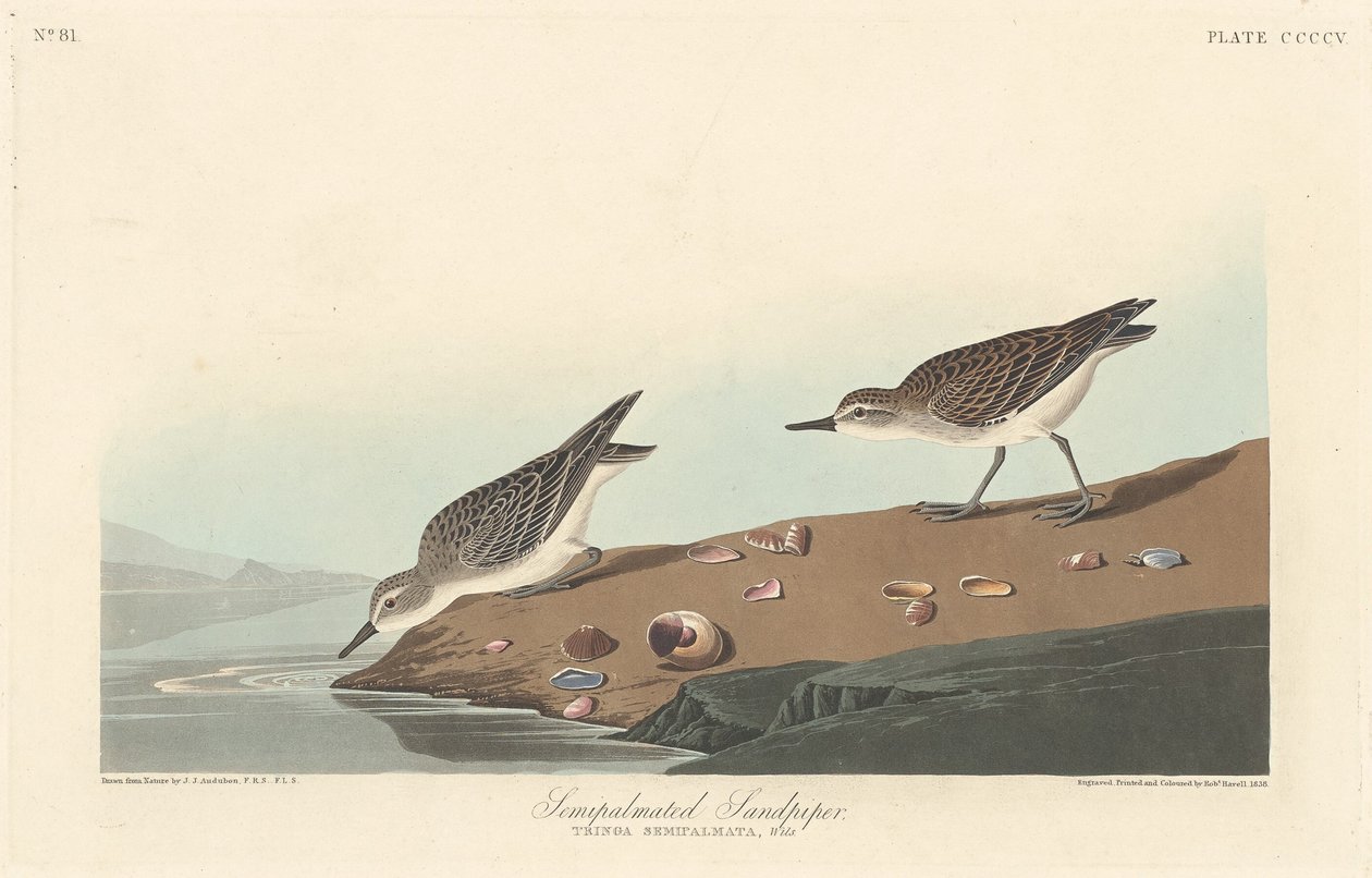 Sandpiper półpalczasty, 1838. autorstwa Robert Havell