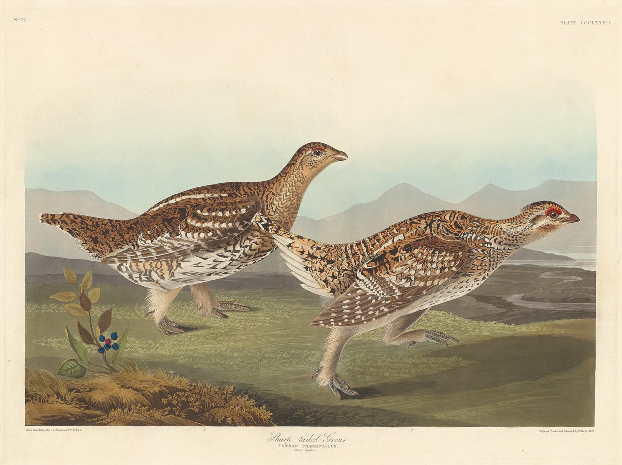 Grous ostroogoniasty, 1837. autorstwa Robert Havell