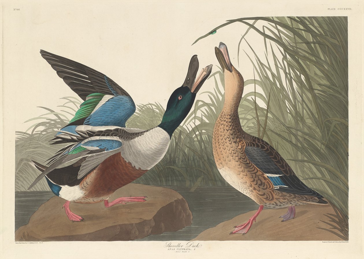 Kaczka łopata, 1836. autorstwa Robert Havell