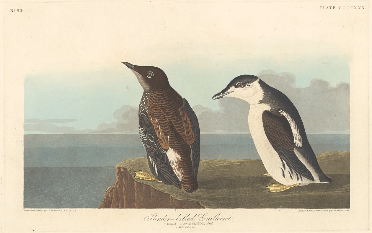 Guillemot smukły, 1838. autorstwa Robert Havell