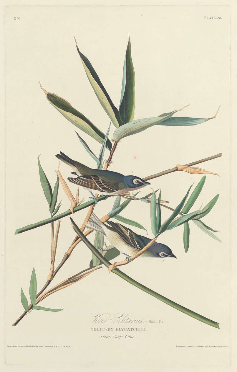 Samotny muchołówka, 1828. autorstwa Robert Havell