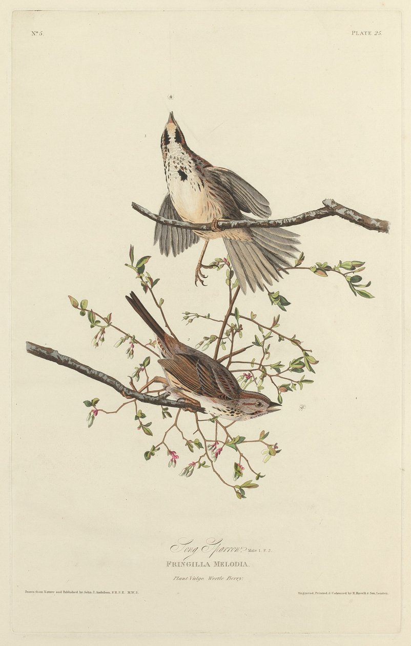 Wróbel śpiewający, 1827. autorstwa Robert Havell