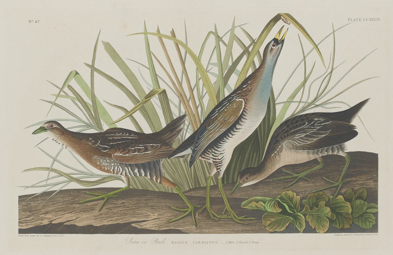 Sora lub Rail, 1834. autorstwa Robert Havell