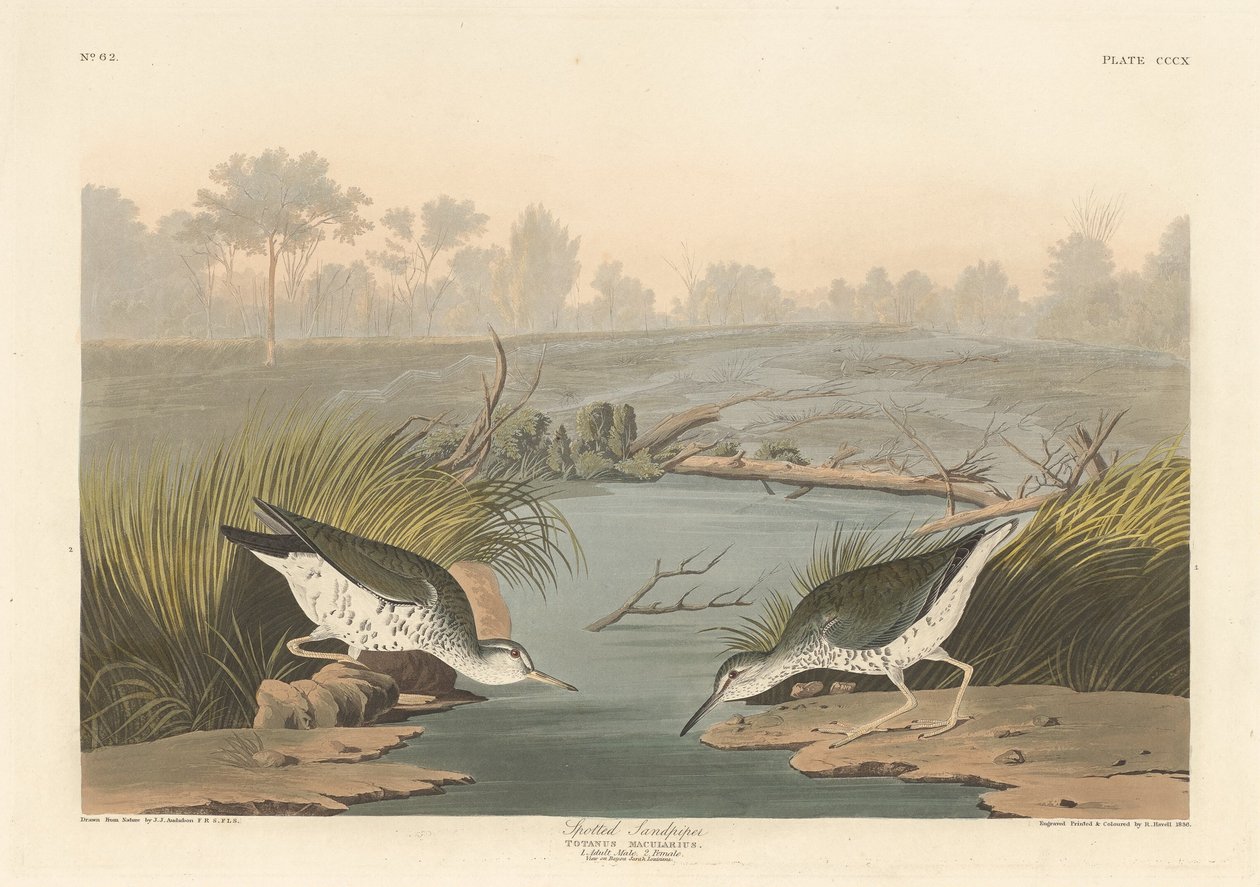 Brodzik cętkowany, 1836. autorstwa Robert Havell