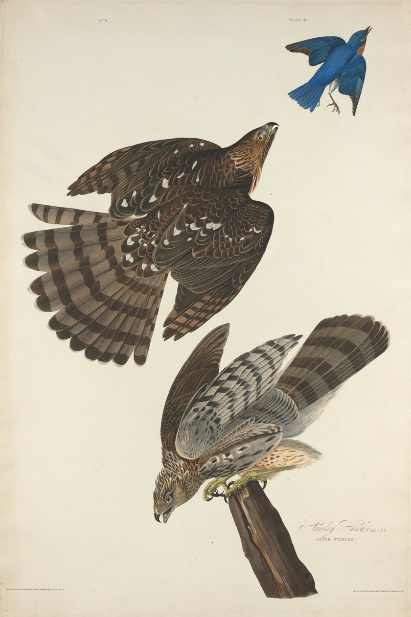Stanley Hawk, 1828. autorstwa Robert Havell