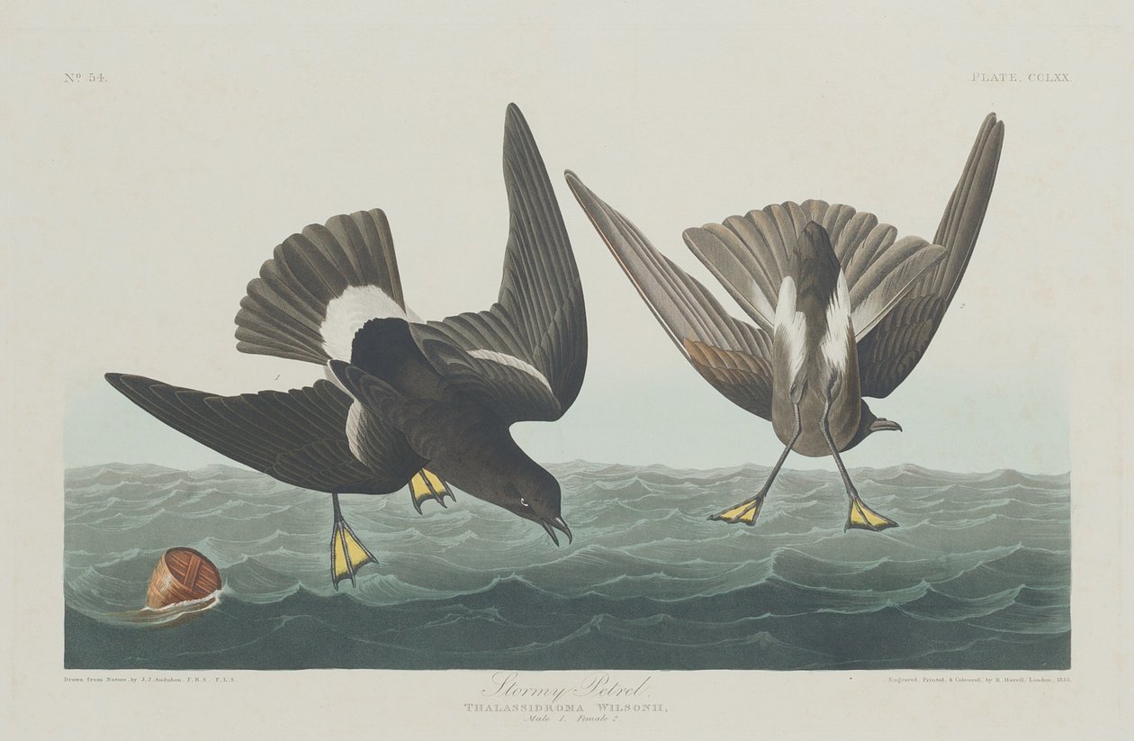 Stormy Petrel, 1835. autorstwa Robert Havell